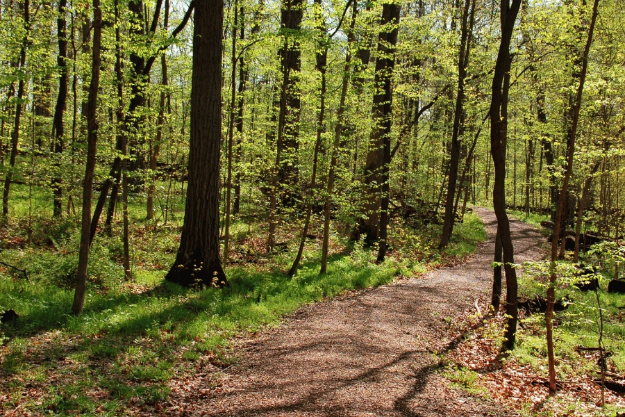peaceful and shaded wooded walking trail 